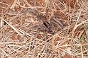 Miturga_ZZ345_D3439_Z_87_E. of Nuendah homestead_Australie
